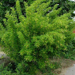      Caragana arborescens  